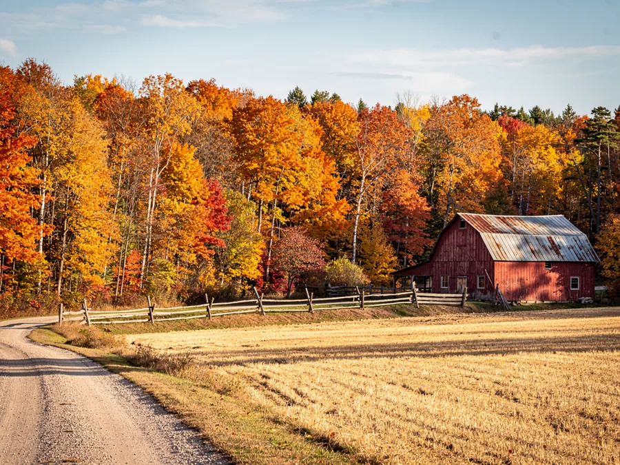 Rural farm and forest country in peak autumn, a weathered red barn and hay field bordered by brilliant hardwoods